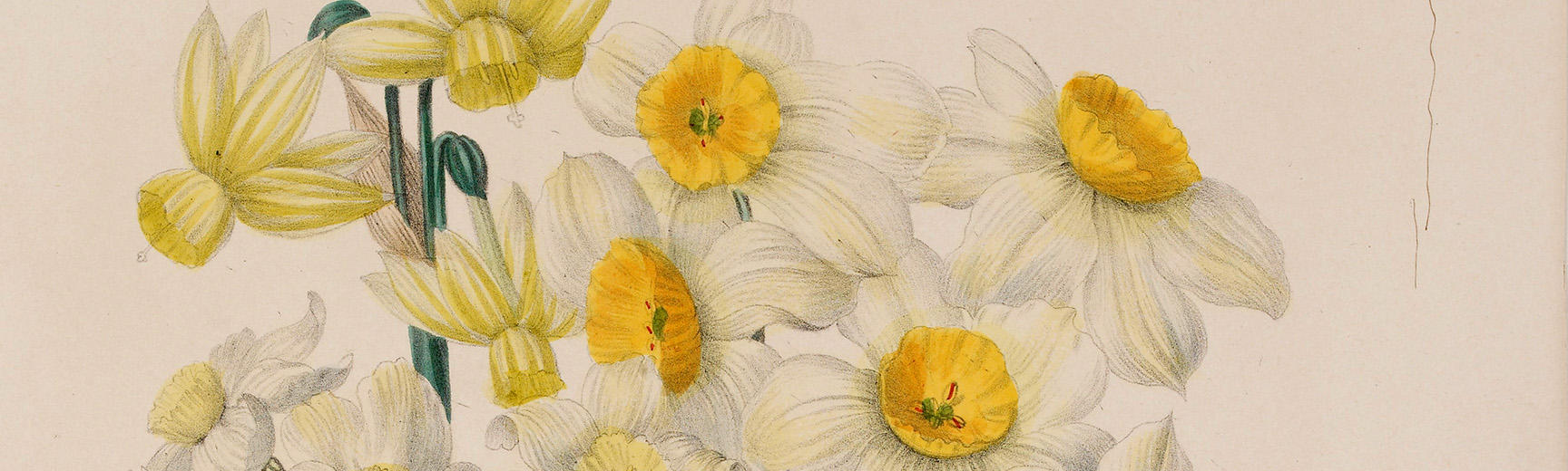 Daffodils by Jane Loudon (detail) 