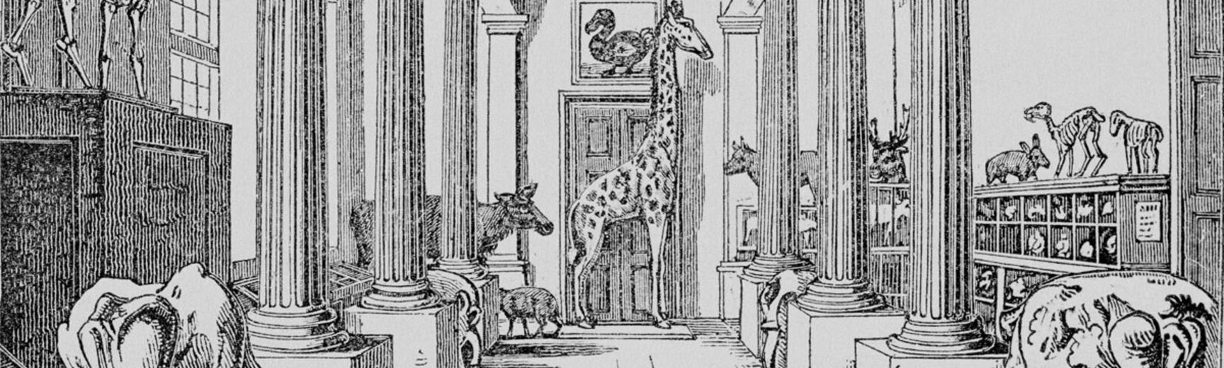 An image of the interior of the entrance hall to the old Ashmolean Museum, the History of Science Museum, featuring a sculpture of a giraffe at the centre of the image