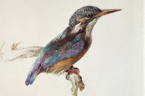 A drawing of a bird with colourful wings.