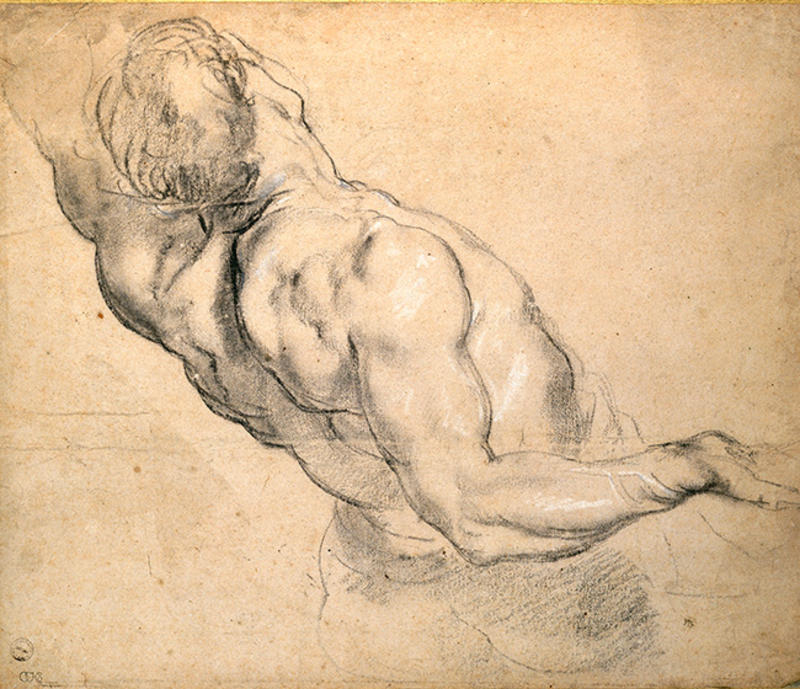 Rubens study in charcoal and white chalk of a nude male torso, c. 1610
