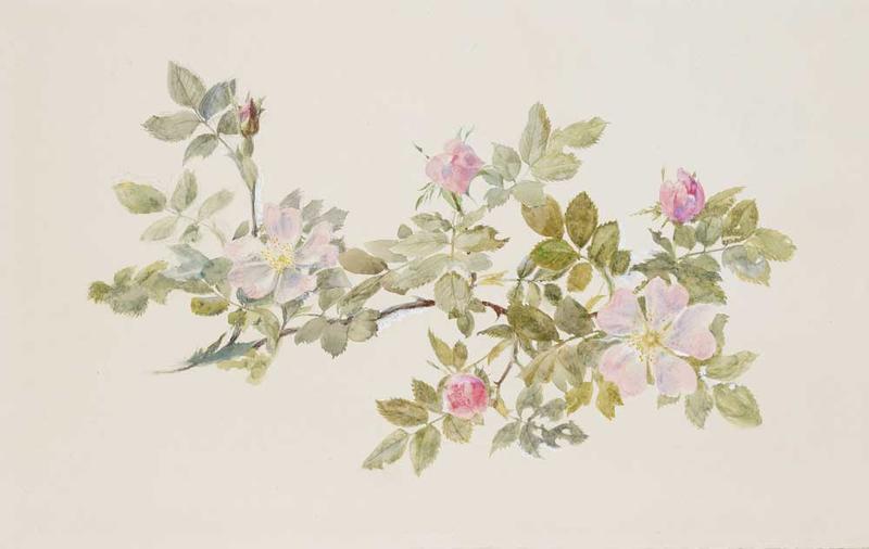 Drawing by John Ruskin of wild roses and their leaves