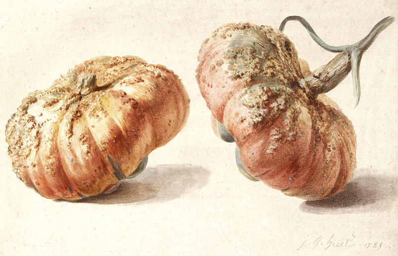 Study of two gourds by Jean-Baptiste Huet, 1785