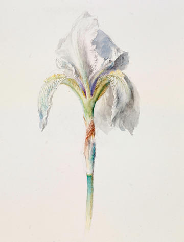 Fleur-de-Lys (‘Iris Florentina’) by John Ruskin, 1871