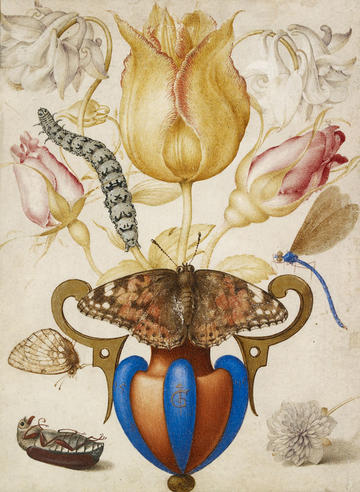 Illustration showing insects and flowers by Joris Hoefnagel